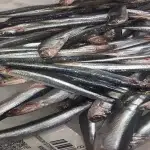 Boqueron da costa