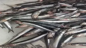 Boqueron da costa